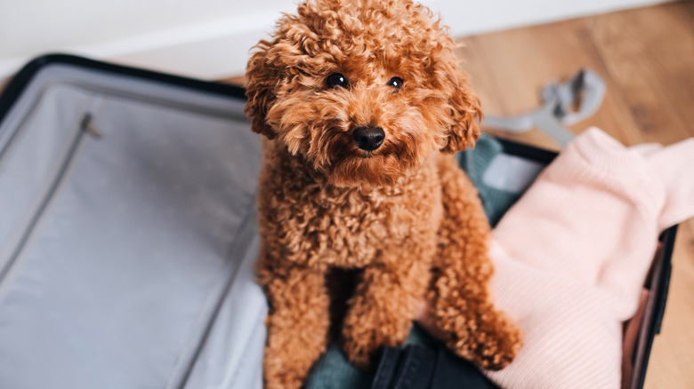 Red poodle sitting on open suitcase