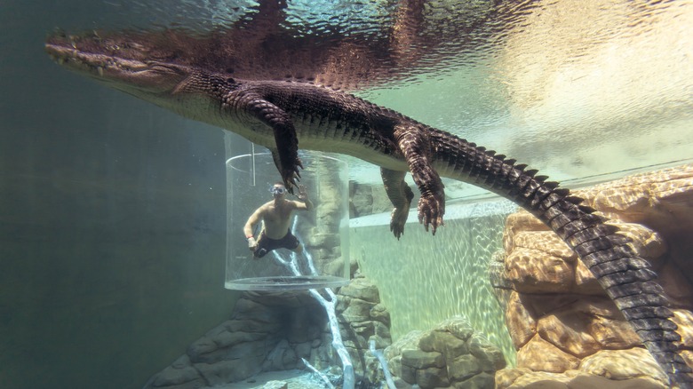 Cage of Death Crocosaurus Darwin