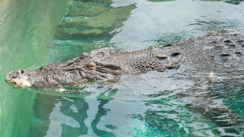 Crocodile Crocosaurus Cove Australia