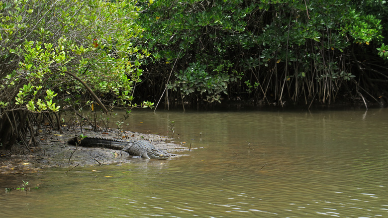 crocodile in rainforest, cape tribulation