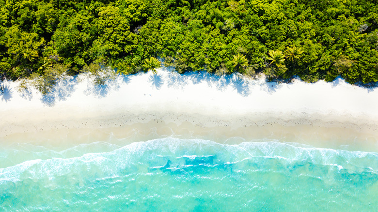 beach to rainforest, cape tribulation