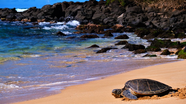Turtle basking on rocky beach