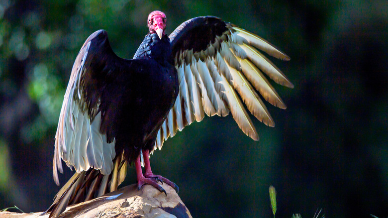 Vulture at Lake Casitas