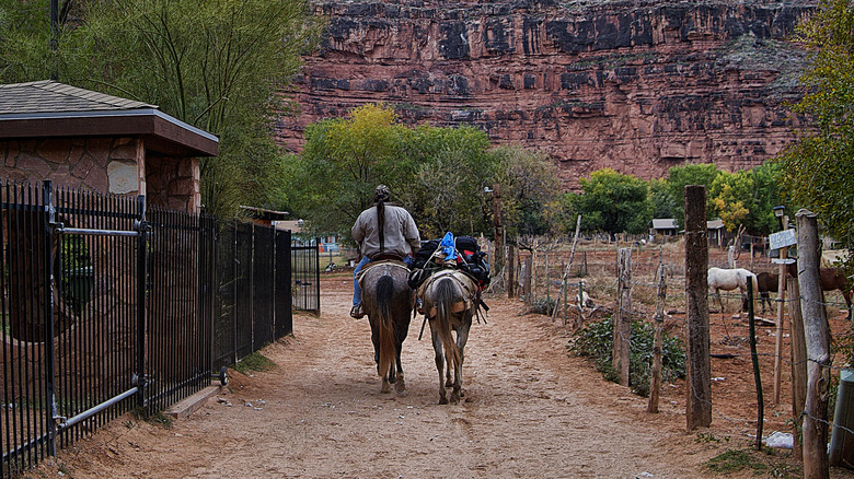 Havasupai local on mule