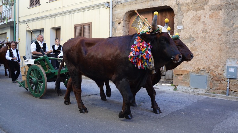 Bulls pulling a traditional cart in Italy