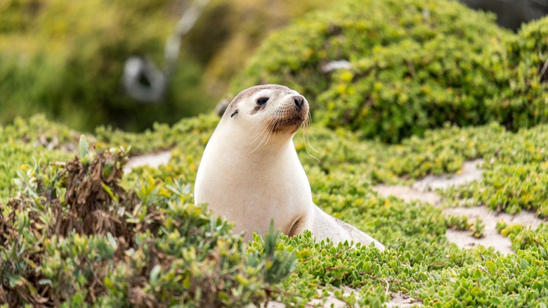 Sea lion pup on moss