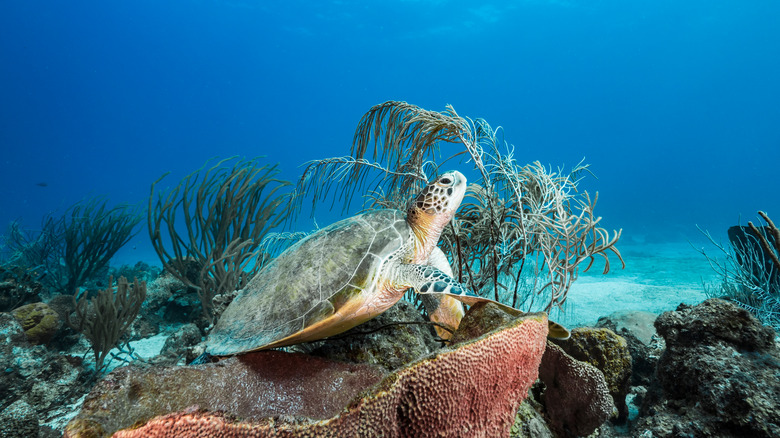 sea turtle among coral reefs in Curaçao