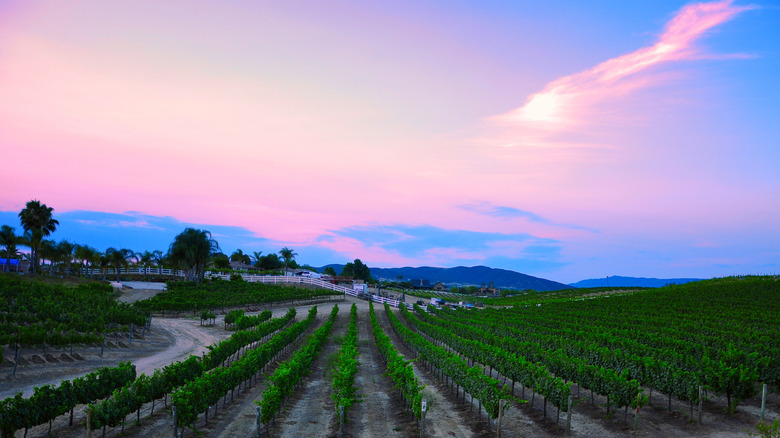 Temecula vineyard