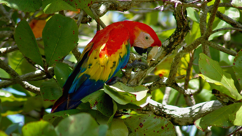 Macaw on Esterillos Oeste Beach