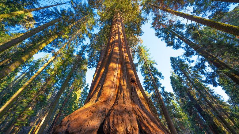 A giant tree at Sequoia National Park, California