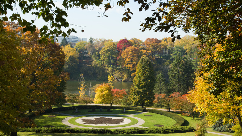 Foliage in Canadian park