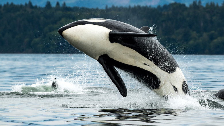 Orca jumping in ocean