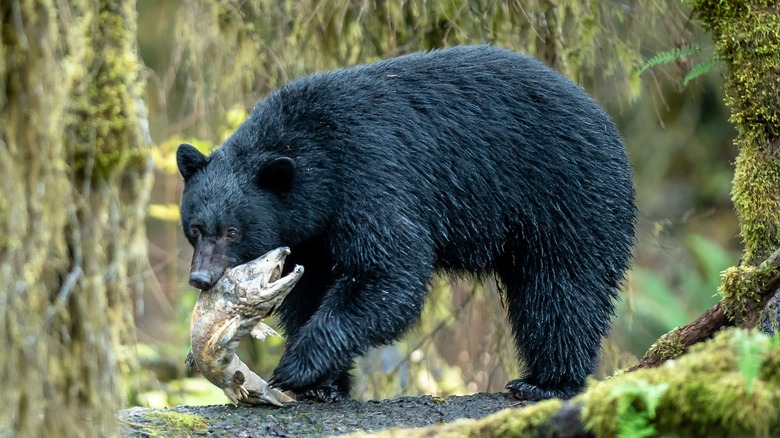 Black bear with fish