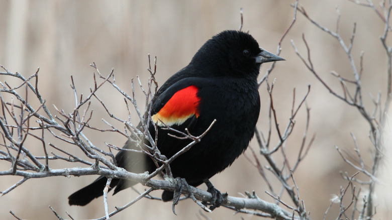 Red-winged blackbird at Point Pelee National Park, Canada