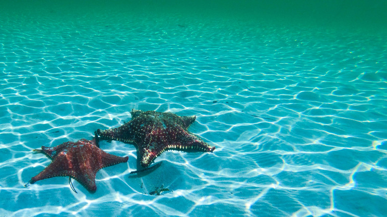 Starfish in turqoise water