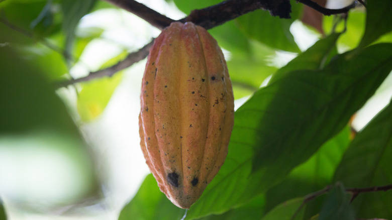 Cocoa tree in Grenada