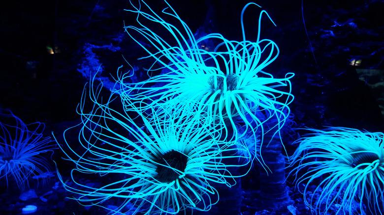 Bioluminescent plants underwater