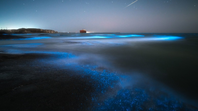 Bioluminescent beach and boat at night
