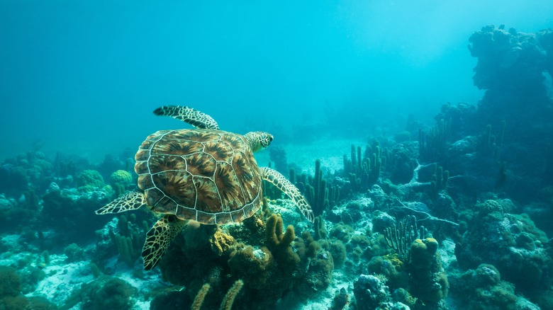 Turtle and coral at Smith's Reef