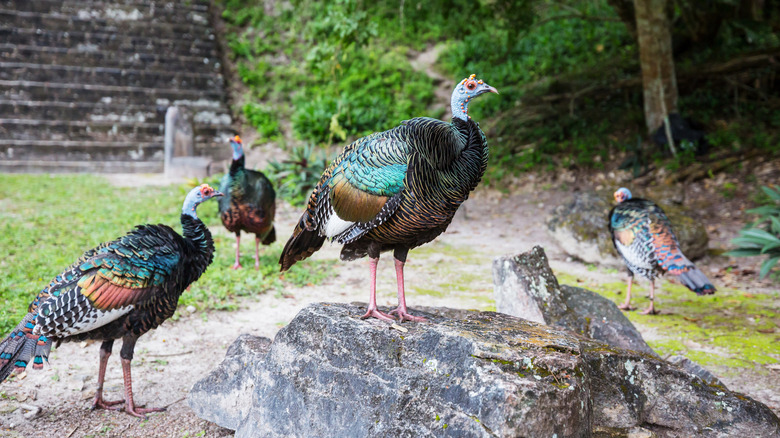 Wild turkeys at Tikal National Park