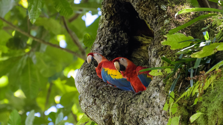 macaws in carara national park
