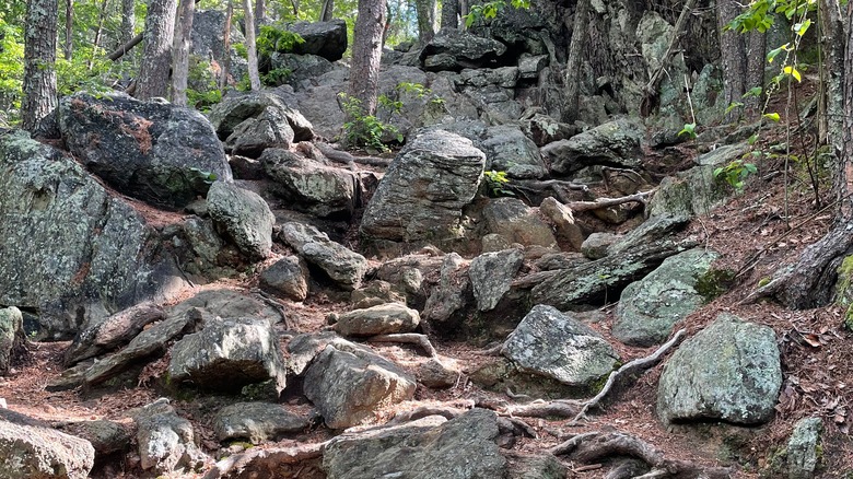 Rocks on a woodland trail