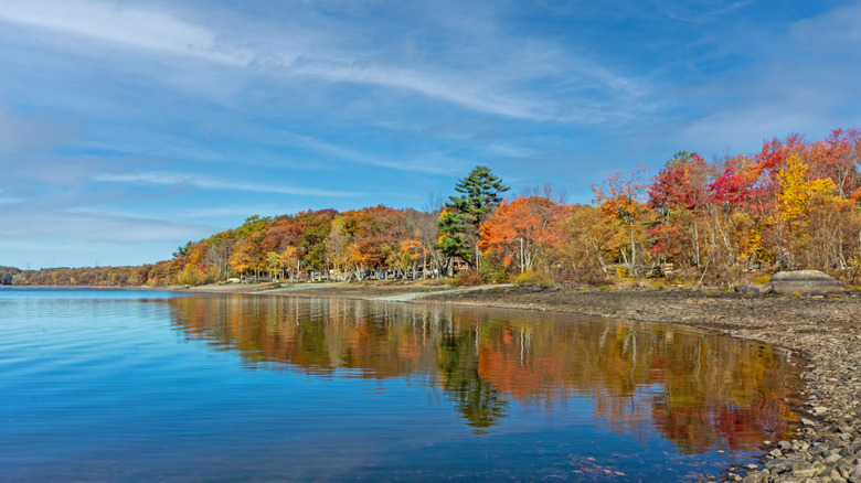 Lake surrounded by trees