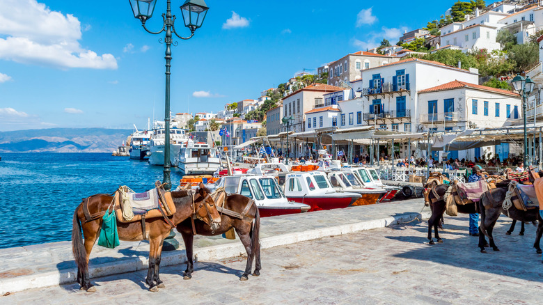 Row of donkeys along a street in Hydra