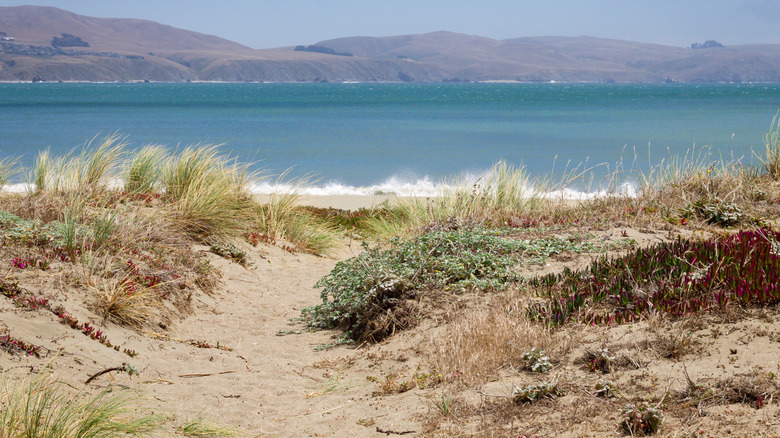 Dunes and sea at Bodega Beach