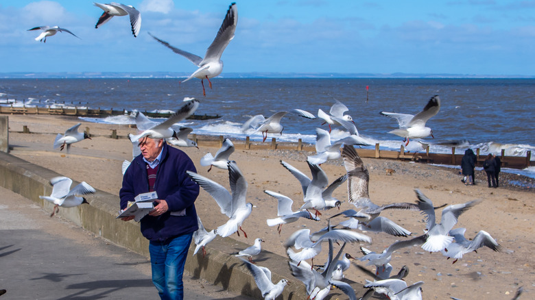 Seagulls stealing fish and chips