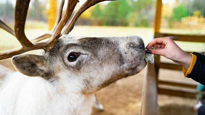 Person feeding a reindeer