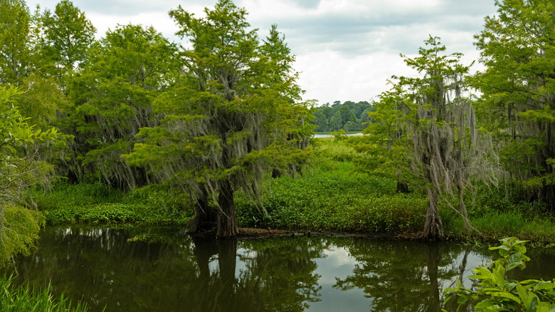 trees and greenery surrounding lake