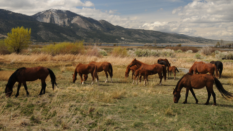 Wild horses outside Carson City