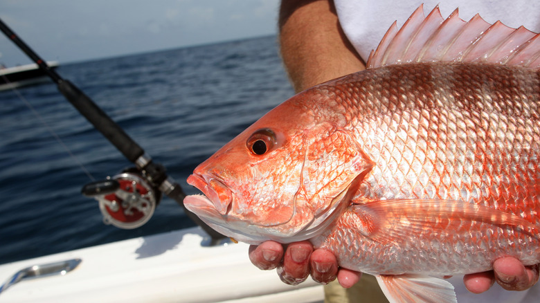 Destin Red Snapper Gulf of Mexico