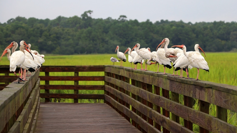 birds on marsh boardwalk
