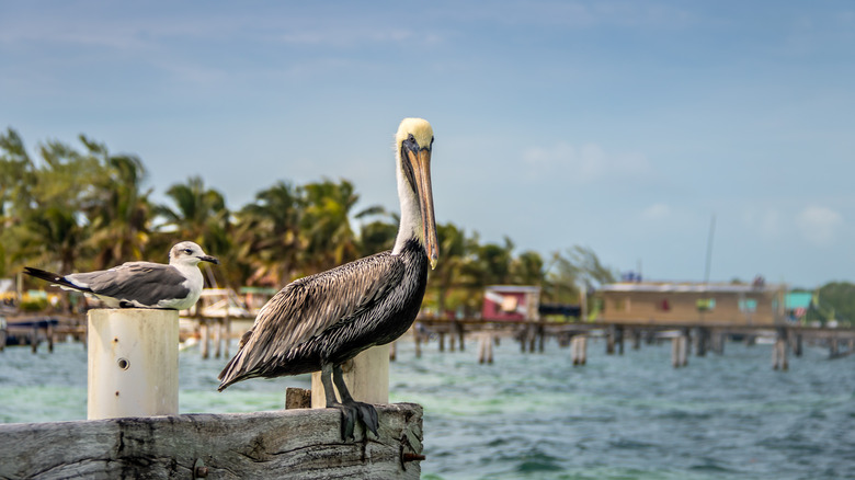 Pelican at Laughing Bird Caye National Park