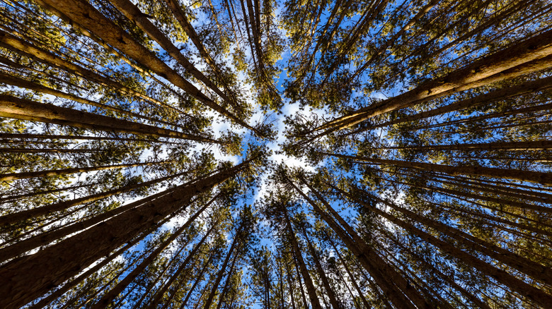 View looking up tall trees, sky in Rosy Mound