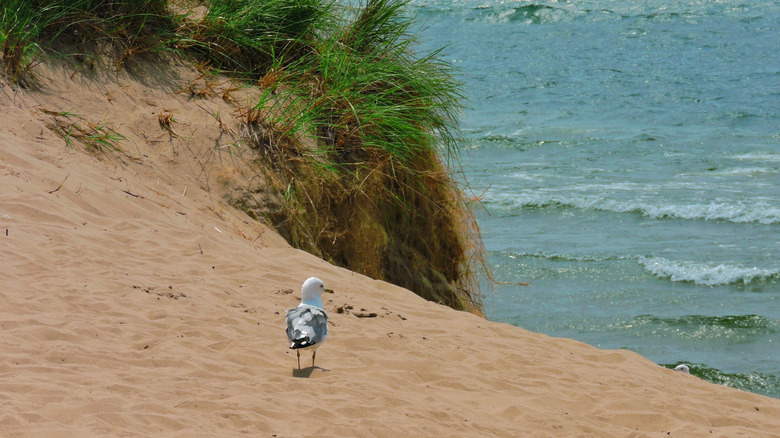 Sand, grass, seagull, blue water