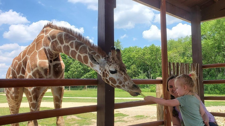 Child feeding giraffe at Safari Lake Geneva