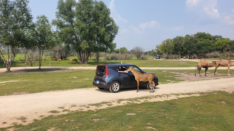 Visitor feeding antelope from car