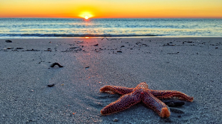 Pawley's Island beach