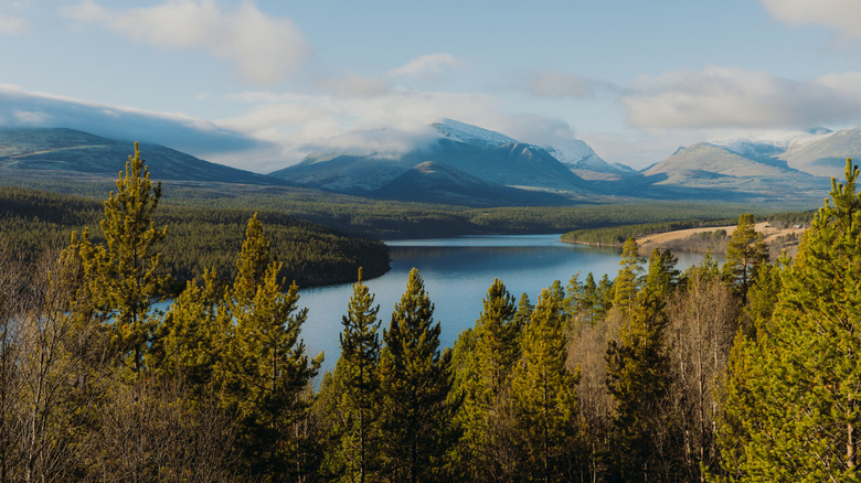 View of a pine forest and lake in Norway