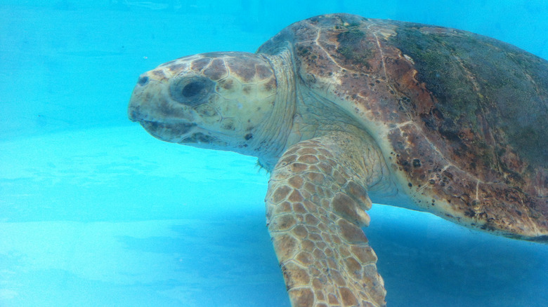 Juno Beach sea turtle