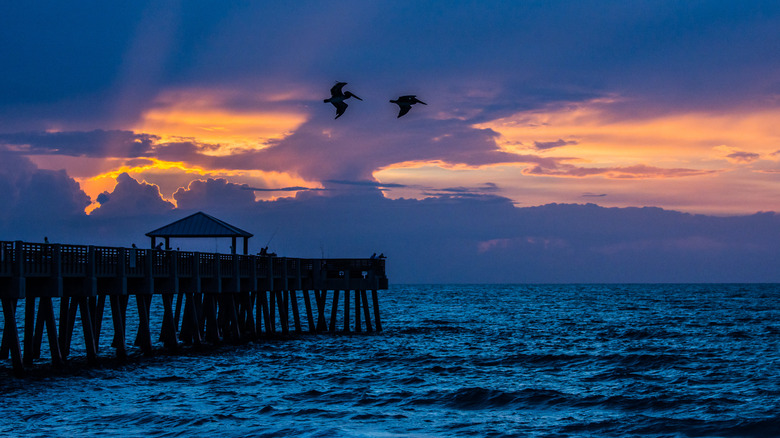 Juno Beach birds over water