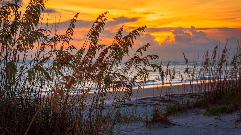 plants on beach at sunset