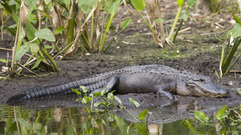 Alligator in the mud