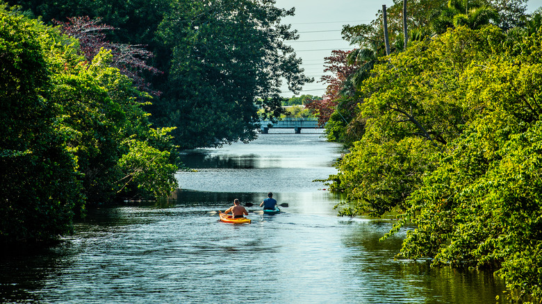 kayakers surrounded by greenery