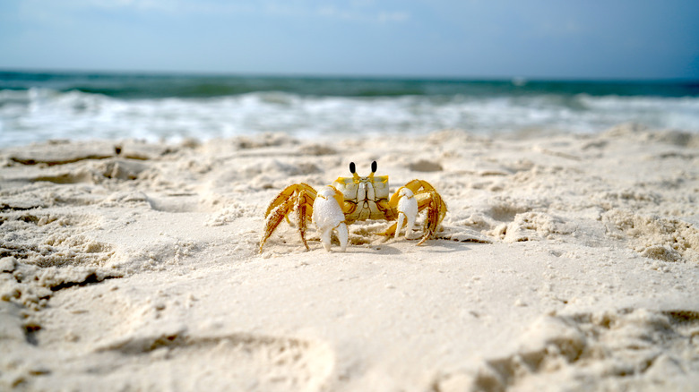 Ghost crab on the beach at St. George Island State Park