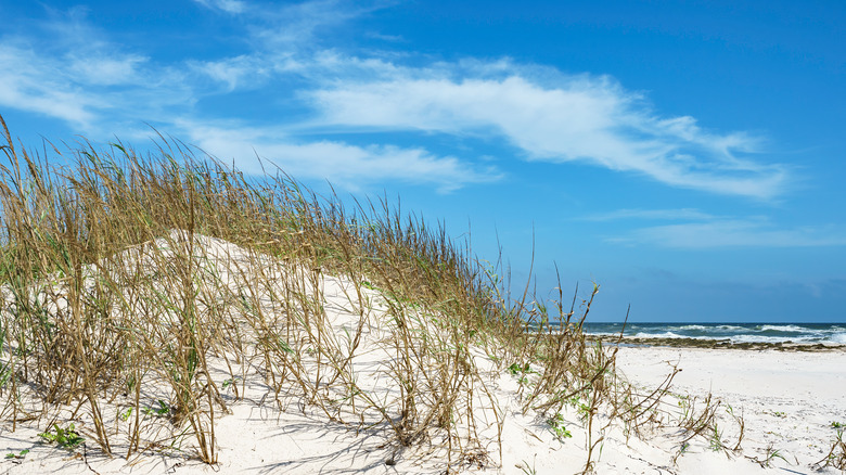 White sand dune and grass at St. George Island State Park