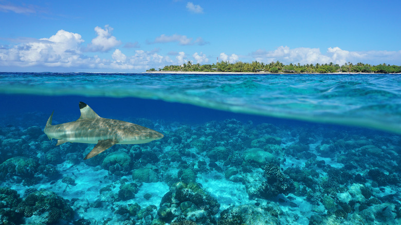 Shark swimming in Tiputa Pass Rangiroa